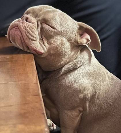 Bruno dorme con il muso appoggiato a un tavolo di legno