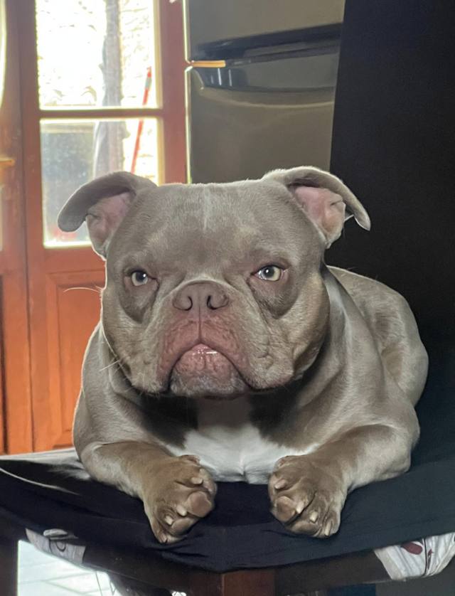 Bruno, American Bully micro exotic grigio, sdraiato su una sedia, guarda in camera con aria severa